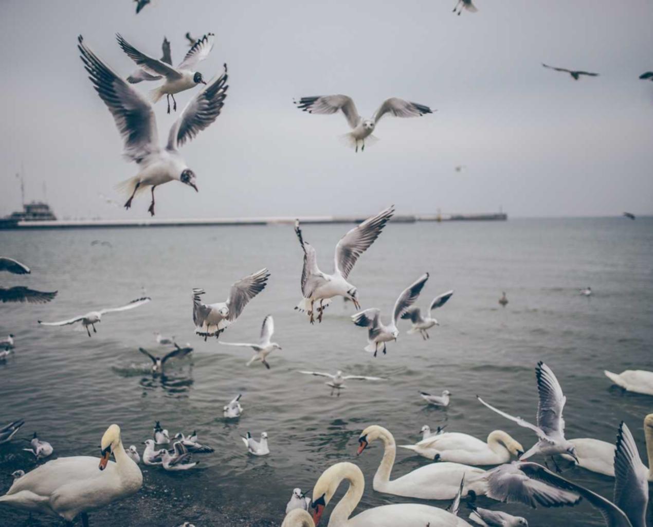 【程序搭建-送服务器】高阶版 | 带按钮-兑币机-USDT兑TRX 星耀剧场