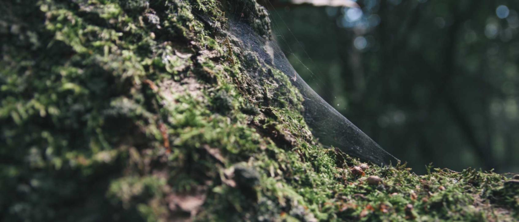 刀剑2:咖平台代理88577