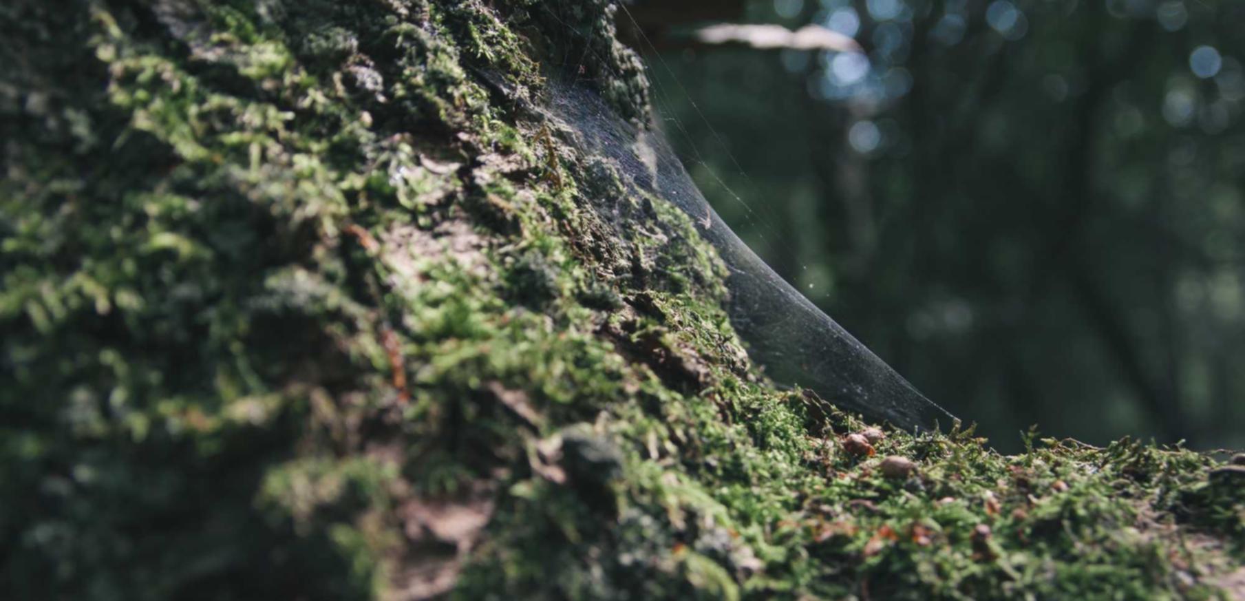 长亭科技实名账号:国内艺术品在线购买平台