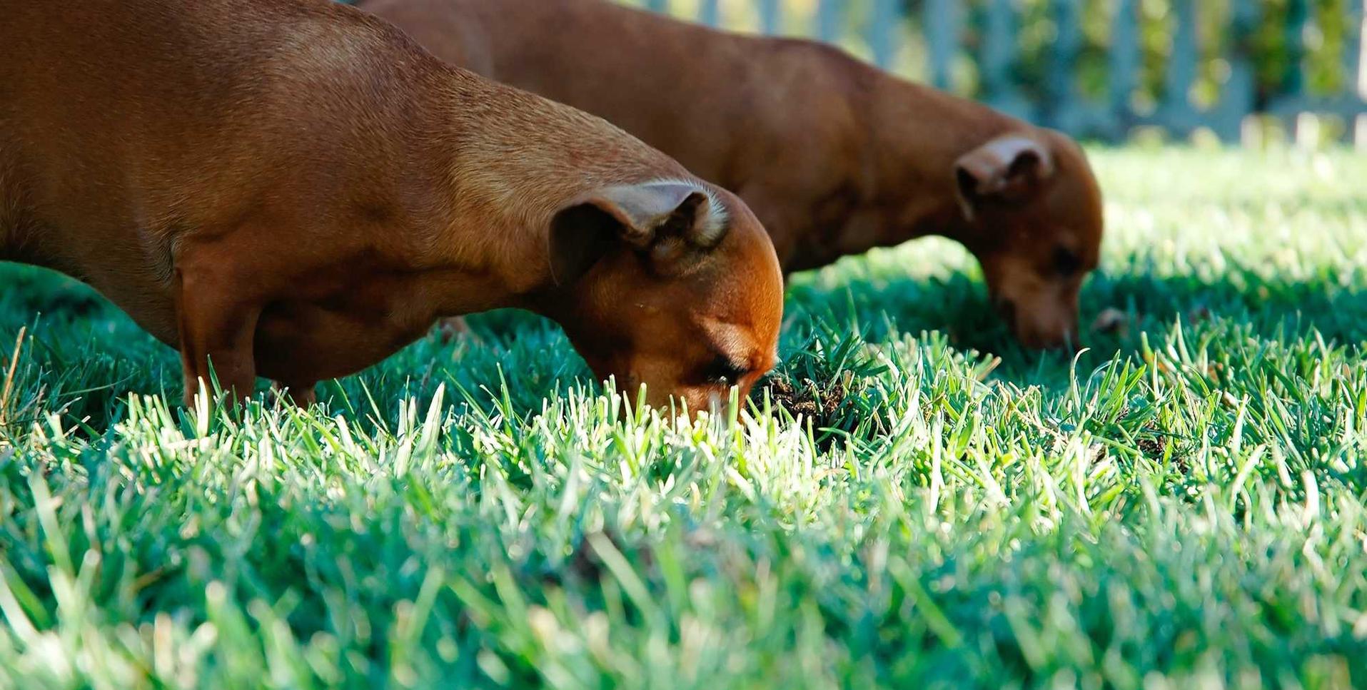 无畏契约国服辅助- 龙珠通讯app详情下载教程